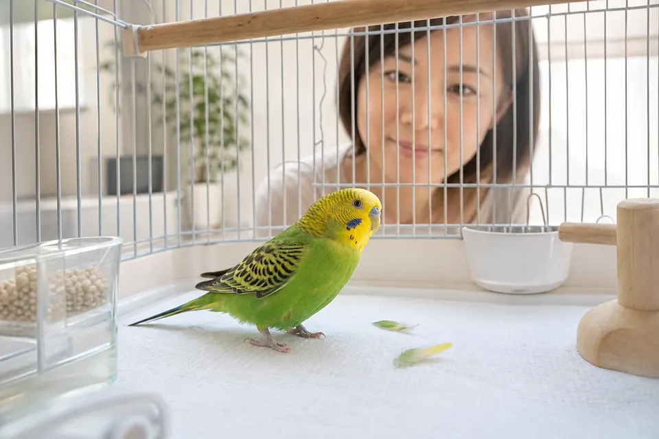 羽の抜け方を確認するため白い敷き紙の上でインコを静かに観察している様子