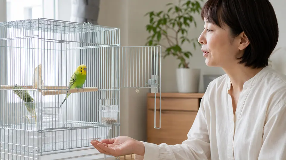 ケージのそばでセキセイインコと穏やかに向き合う飼い主